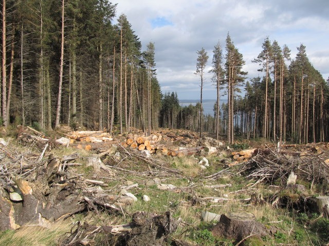 Forestry